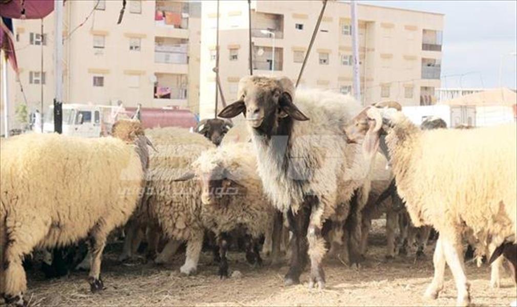 ارتفاع أسعار الأضاحي يفسد فرحة العيد