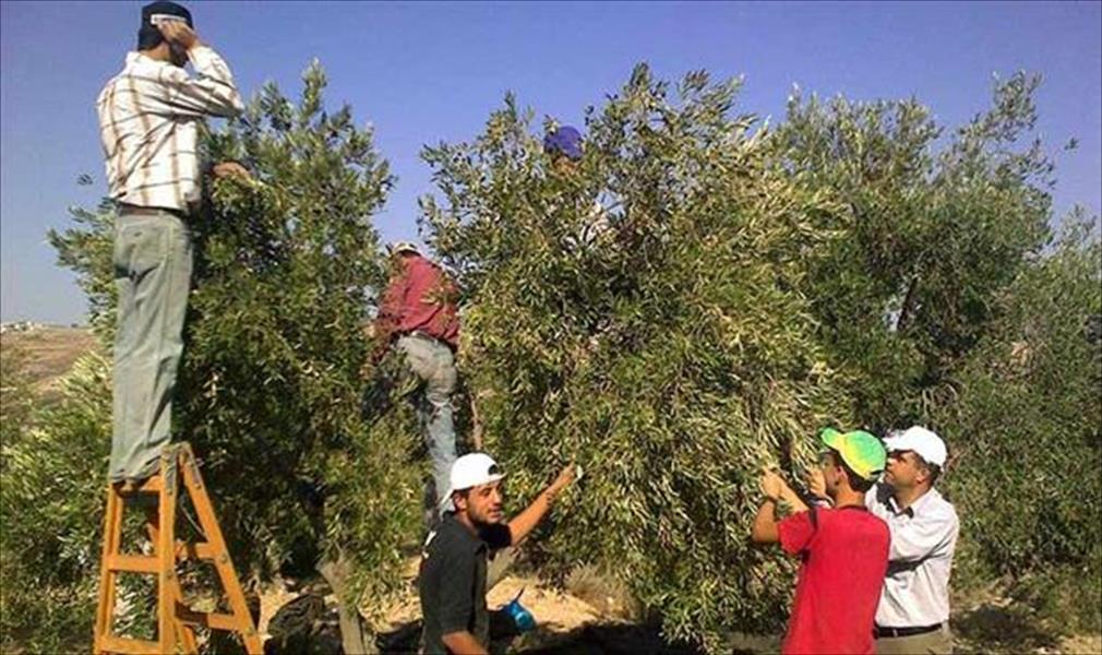 «الوسط» تحقق من فزان في ثروة «الشجرة المباركة»