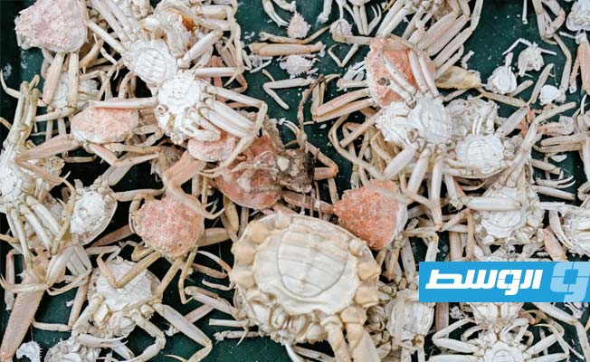 علماء يكشفون لغز اختفاء مليارات من سلطعون الثلج في ألاسكا