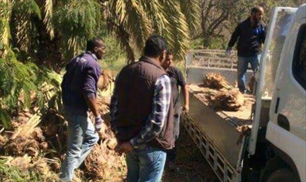 شباب «المجابرة» يقدمون ألف فسيلة نخيل لتزيين حدائق وساحات بنغازي