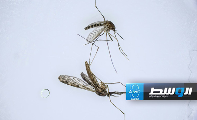 البعوض الناقل للملاريا.. عدو عابر للحدود بين الكوريتين