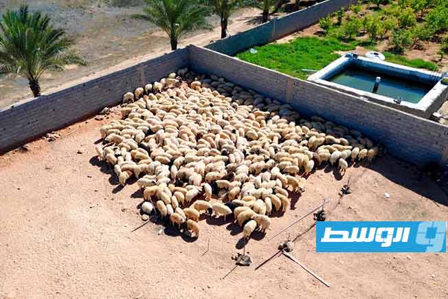 GNU: Distribution of Eid sacrificial animals to eligible families in 14 municipalities