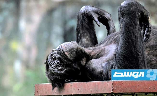 انقطاع الطمث موجود أيضاً لدى إناث الشمبانزي