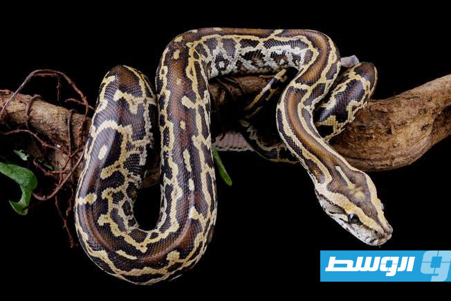علماء يكشفون سر قدرة الثعابين على إذابة عظام فرائسها بالكامل