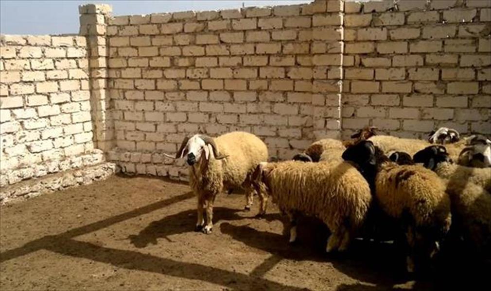 تحذير تونسي من تهريب أغنام مريضة من ليبيا
