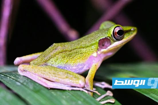 الضفادع تسرق الأضواء في غابات بورنيو