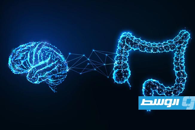 دراسة: دور هام لمحور «الأمعاء والدماغ» في إبطاء التدهور المعرفي لدى كبار السن