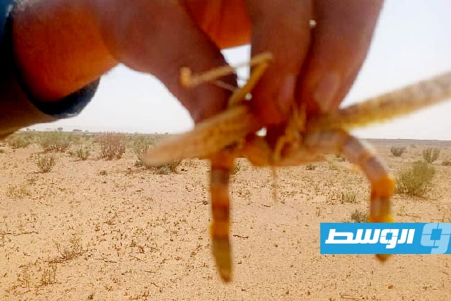 استمرار مكافحة «الجراد الصحراوي» في تينيناي.. و«حكومة حماد» تتعهد بتكثيف الجهود