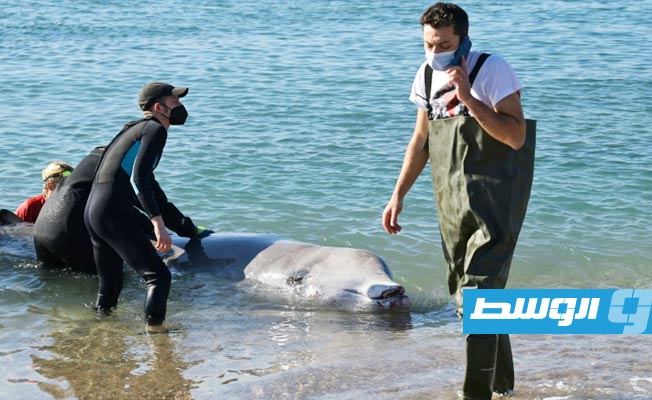 جمعيات بيئية تطالب اليونان بوقف البحوث الزلزالية لجنوح حيتان