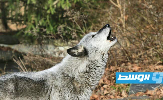 القضاء الأميركي يحمي الذئاب الرمادية من قرار ترامب