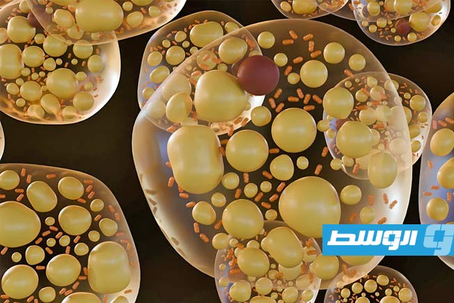 اكتشاف «مفتاح جزيئي» لحرق الدهون يعيد تشكيل علاجات السمنة وهشاشة العظام