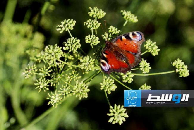 الفراشات لا تكتفي برحيق الأزهار بل تستطيع تلقيحها كهربائياً