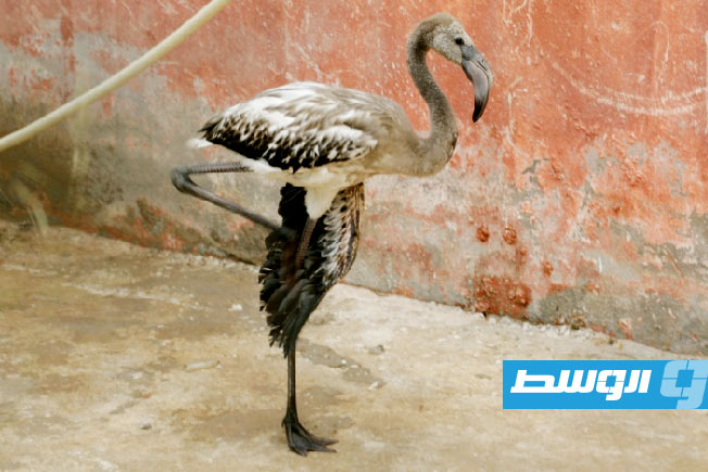 «النحام الوردي».. إحباط محاولة تهريب طيور نادرة في تونس