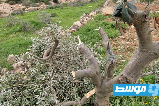 قوات الاحتلال تقتلع عشرات أشجار الزيتون في سلفيت الفلسطينية