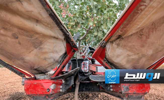 سر ازدهار زراعة الفستق في إسبانيا