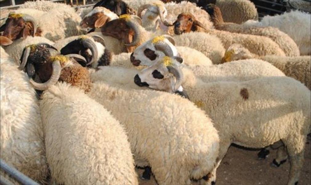 مراقبة الصحة الحيوانية بطبرق: رفضنا استيراد أغنام من مصر