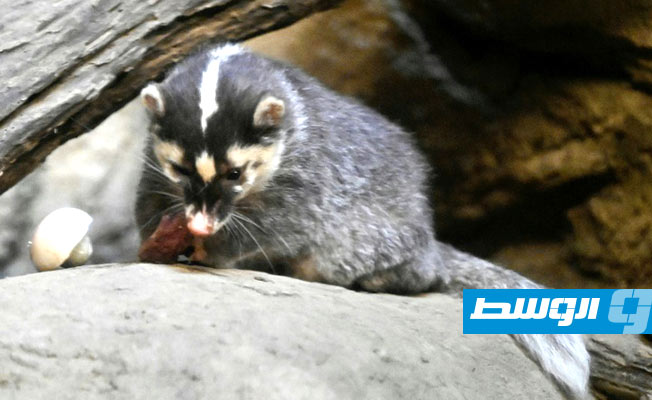 حيوان جائع يكشف كنزا من الحقبة الرومانية