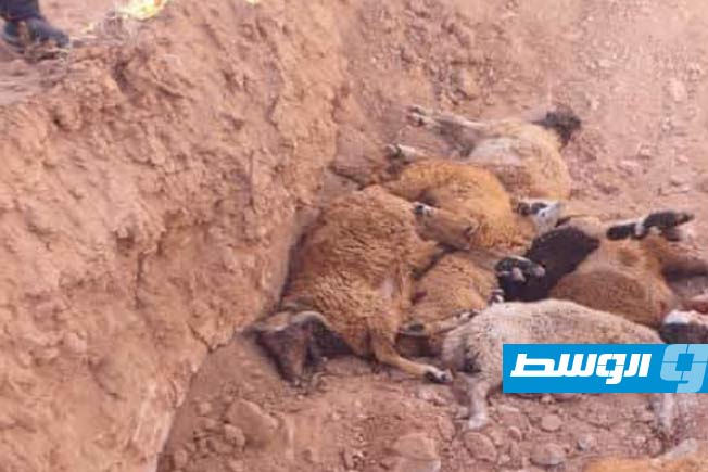 الشرطة الزراعية تحقق في نفوق 40 رأساً من الأغنام بالمرج