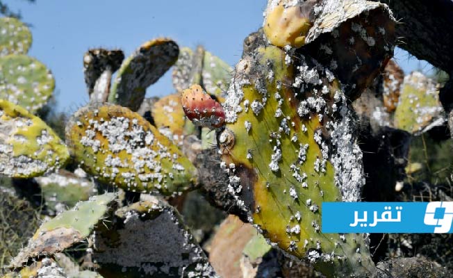 أمن قومي.. «الحشرة القرمزية» تلتهم محاصيل التين الشوكي في المغرب العربي