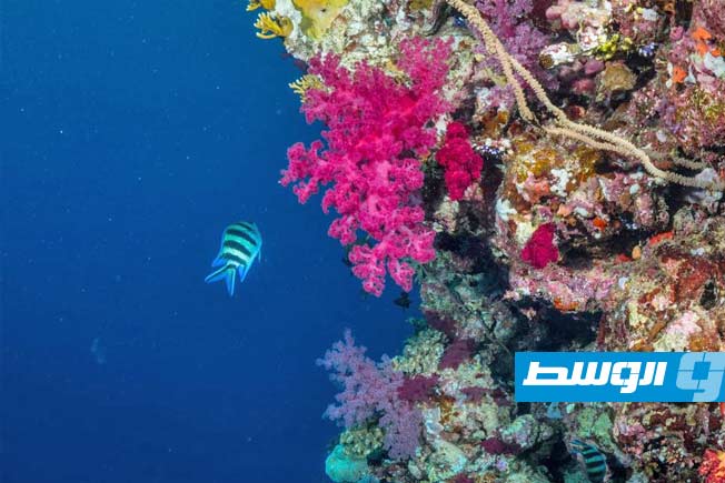 الشعاب المرجانية.. أسرار فاخرة للعناية بالبشرة