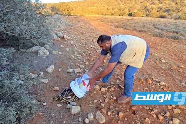 إطلاق 72 أفعى كوبرا في وادي الناقة لإعادة التوازن البيئي