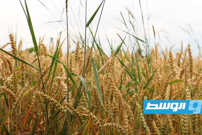 «فاو» ترصد عوامل تراجع إنتاج الحبوب في المناطق الليبية