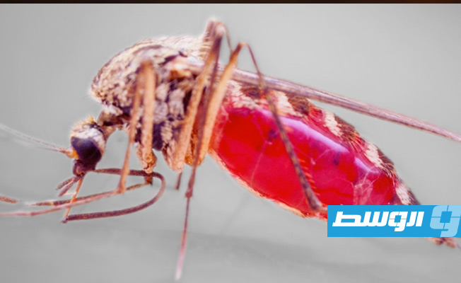 مراكز «الوقاية» بأفريقيا: الملاريا وراء تفشي المرض القاتل في الكونغو الديمقراطية