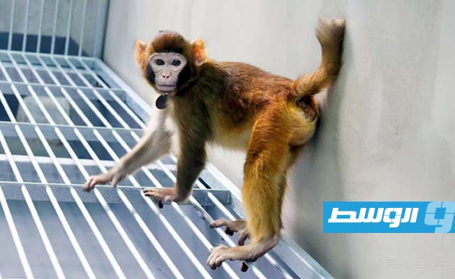 علماء صينيون يعلنون نجاح أول عملية استنساخ لقرد مكاك ريسوسي