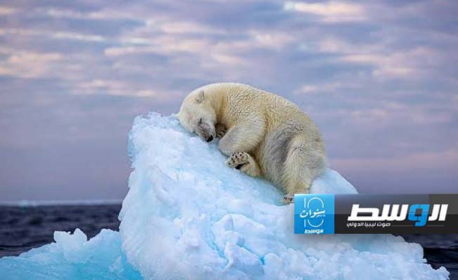الشرطة تقتل دبا قطبيا شاردا في أيسلندا