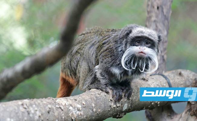 العثور على قردين كانا مفقودين من حديقة حيوانات دالاس