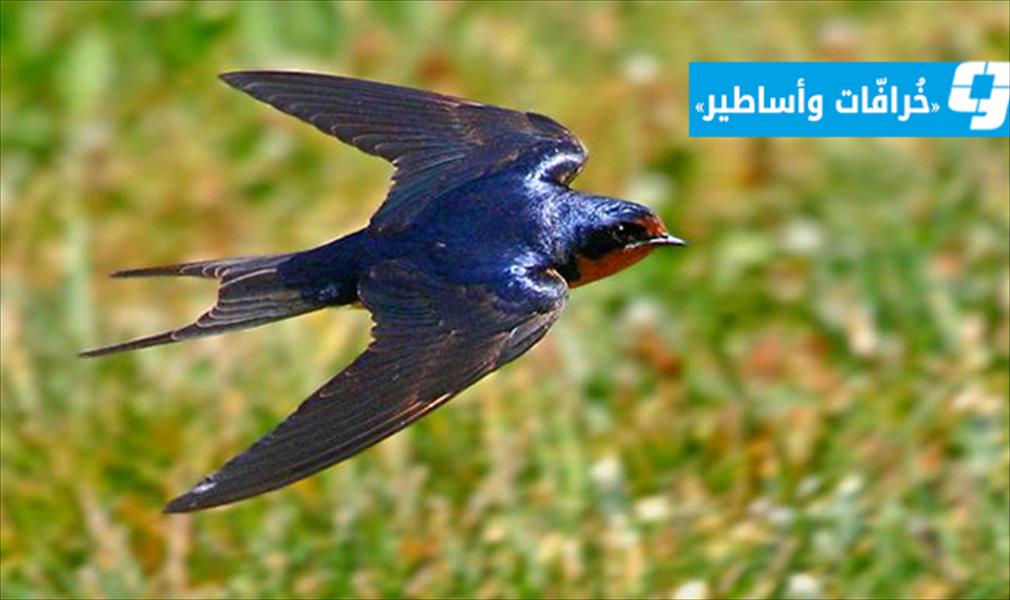 خرافة «أم بسيسي».. وهكذا لن يكذب الفأر يومًا