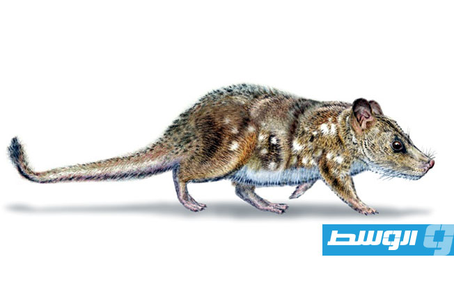 العثور في تشيلي على متحجرة حيوان ثديي صغير من زمن الديناصورات
