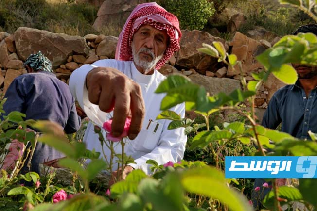 استخراج العطور من «مدينة الورود» في الصحراء السعودية