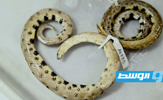 علماء يكتشفون نوعا جديدا من أفعى البوا القزمية