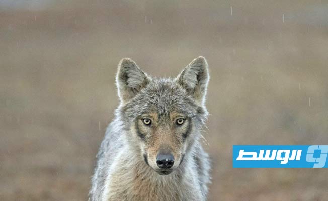 محكمة هولندية تمنع سلطات مقاطعة من استهداف ذئب بكرات طلاء