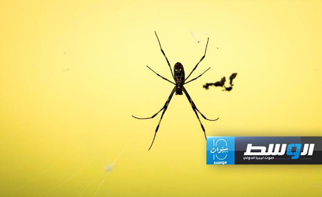 دراسة: الحيوانات المفترسة بديل فعّال للمبيدات الحشرية