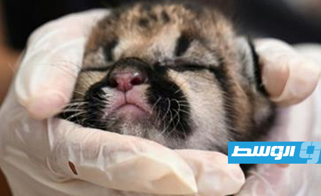 عائلة كولومبية تعمل مع الحكومة لإنعاش الحياة البرية