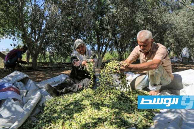 قوات الاحتلال والمستوطنون يهاجمون مزارعي الزيتون في الضفة الغربية