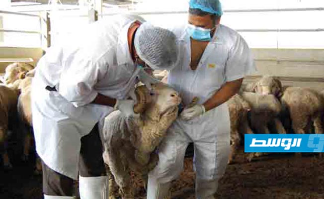 تعليمات من بلدية طرابلس المركز للجزارين مع اقتراب عيد الأضحى
