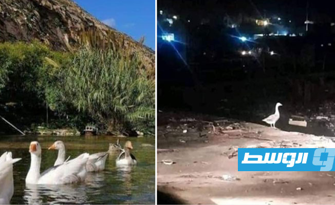 الجميع في درنة يبحث عن ذويه.. «حتى الأوز»