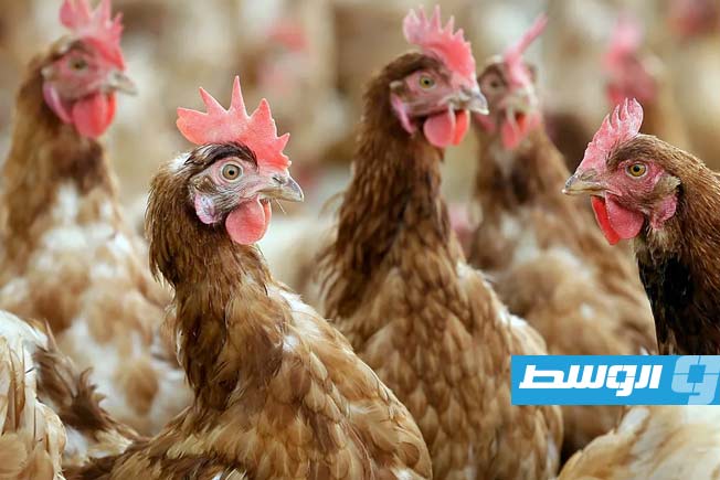 إيطاليا تسجل أول إصابة بشرية بأنفلونزا الطيور «H9N2» في أوروبا