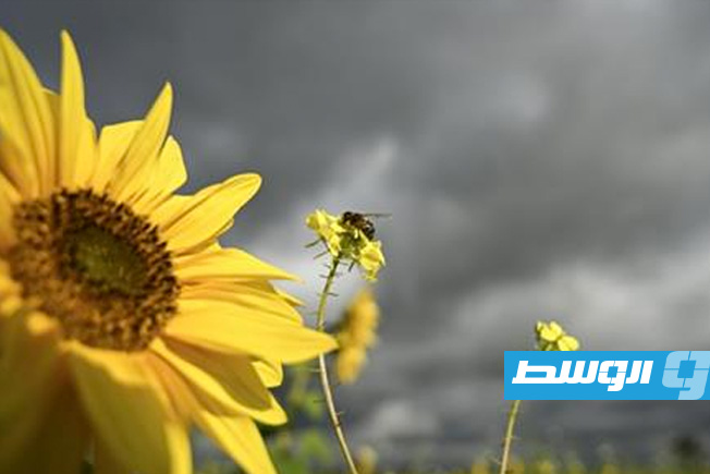 «فاو»: تراجع أسعار المواد الغذائية 2% في 2024