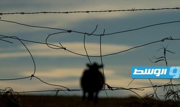 قطيع من الأبقار يتصدر نشرات الأخبار في كندا.. ما السر؟