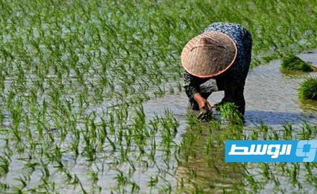 سعر الأرز في أعلى مستوياته منذ 15 عاما بعد القيود الهندية على التصدير