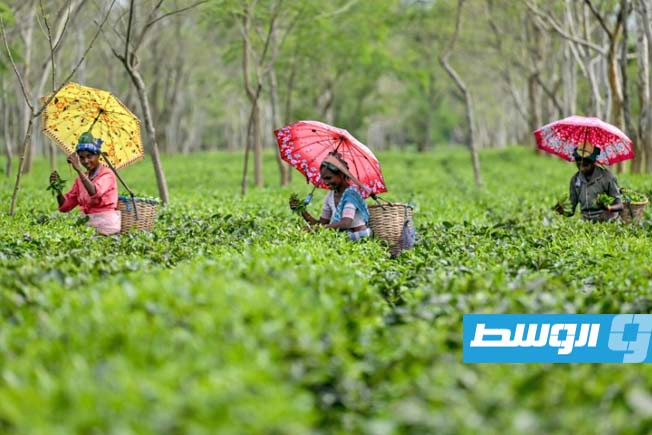 الفيضانات تغرق مزارع الشاي في شمال الهند