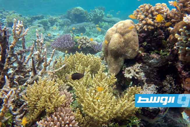 مناجم النيكل تهدد شعاب راجا أمبات المرجانية في إندونيسيا بحسب منظمتين