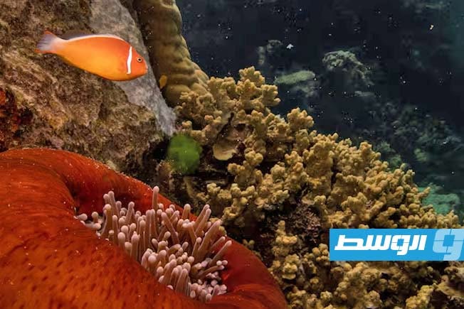 أستراليا ترحب بمسودة قرار «اليونسكو» بعدم إدراج الحاجز المرجاني العظيم على قائمة المواقع المهددة بالخطر