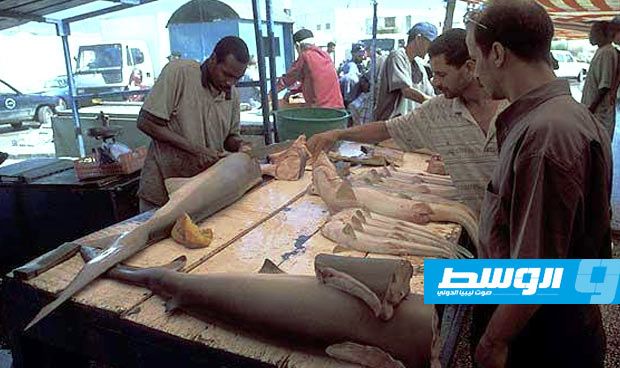 ليبيا أكثر الدول المتوسطية تورطًا في صيد سمك القرش بـ4.260 طن سنويًّا