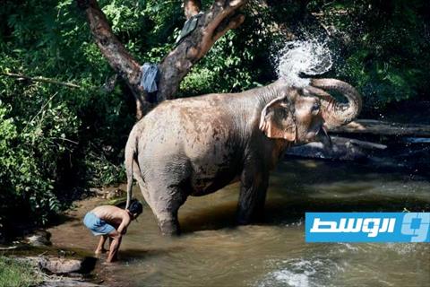 أثناء الاستحمام.. فيل يقتل سائحة إسبانية في تايلاند