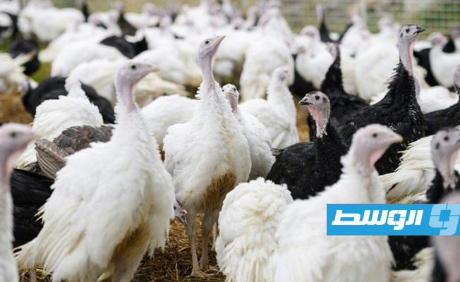 «حبش» عيد الميلاد يرزح تحت وطأة نقص اليد العاملة في بريطانيا